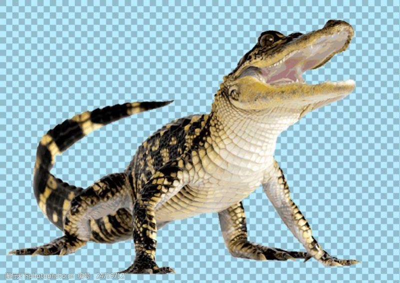 昂头张嘴的鳄鱼图片免抠png透明图层素