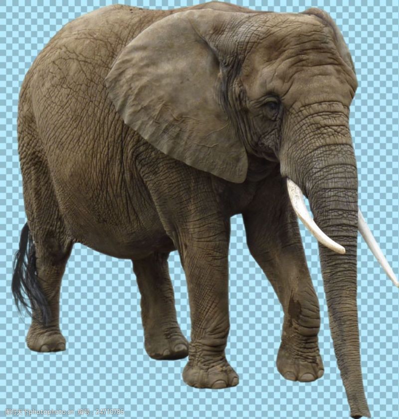 可爱的小象大耳朵的大象图片免抠png透明图层素材
