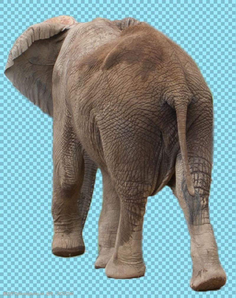 可爱的小象大象背影照片免抠png透明图层素材