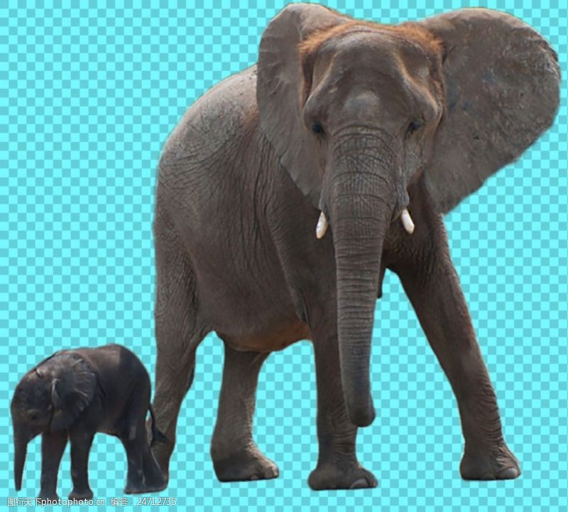 可爱的小象大象和小象免抠png透明图层素材