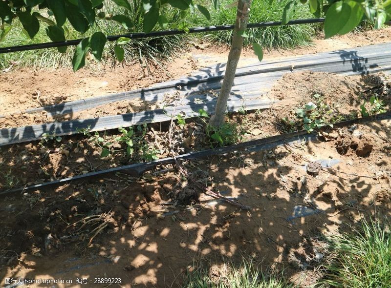 农业水果施肥果园水肥一体化管道