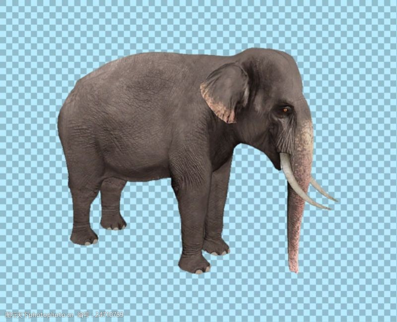 可爱的小象灰色皮毛大象图片免抠png透明图层素材