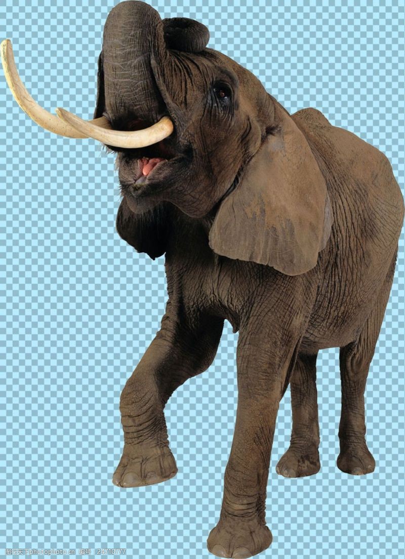 可爱的小象抬腿玩耍的大象图片免抠png透明图层素材
