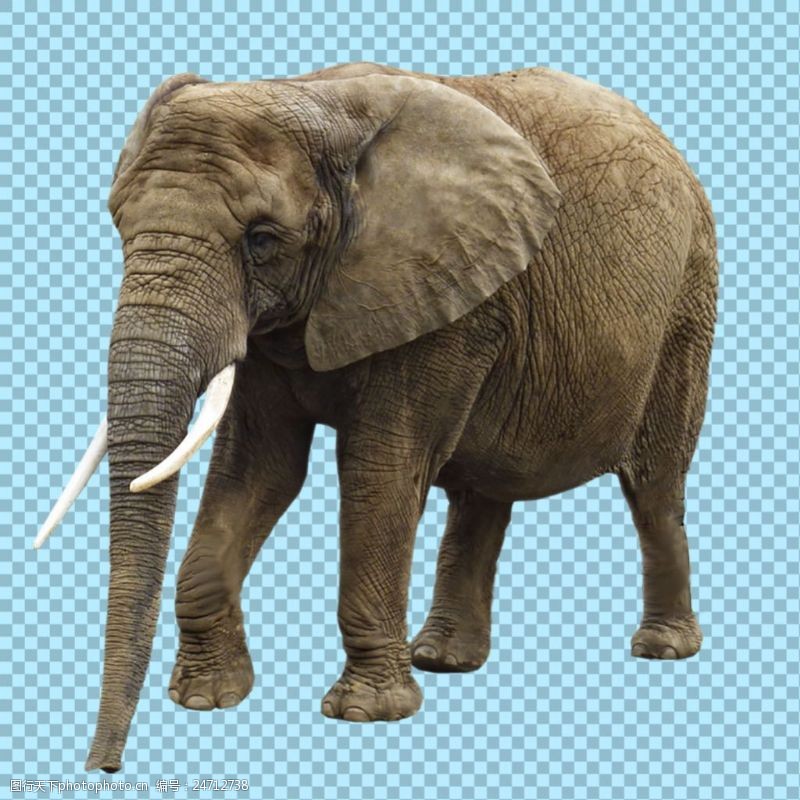 可爱的小象正在走的大象图片免抠png透明图层素