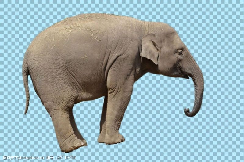 可爱的小象棕灰色大象图片免抠png透明图层素材