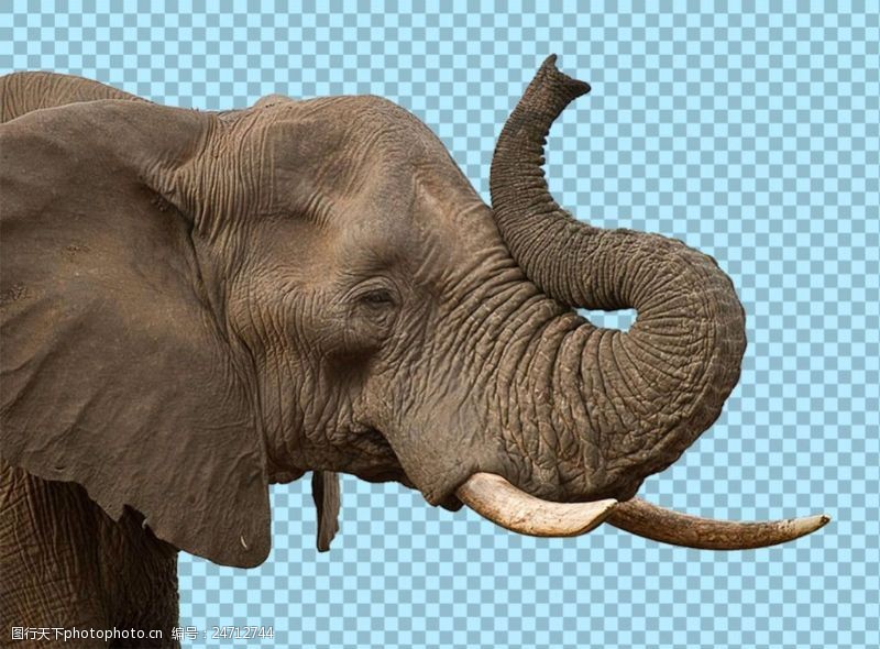 可爱的小象棕色毛色大象图片免抠png透明图层素材
