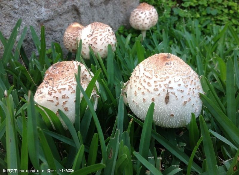 野蘑菇白色小滑菇