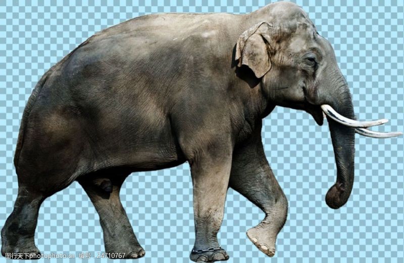 可爱的小象正在走的大象图片免抠png透明图层素材
