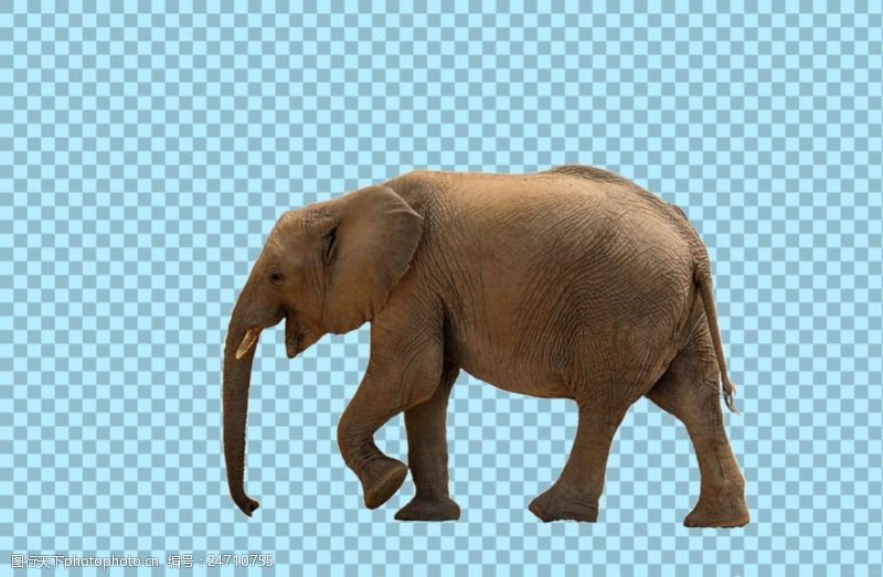 可爱的小象正在走路的大象图片免抠png透明图层素材