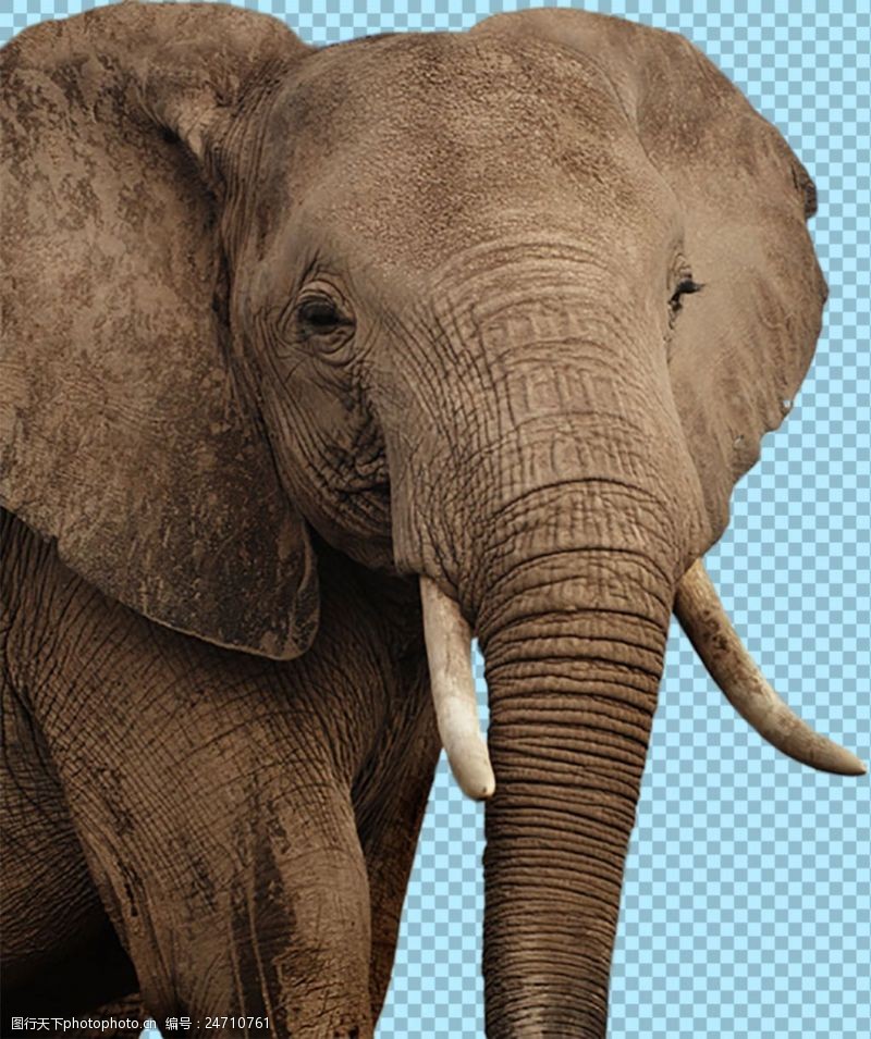 可爱的小象棕色大耳朵大象图片免抠png透明图层素材