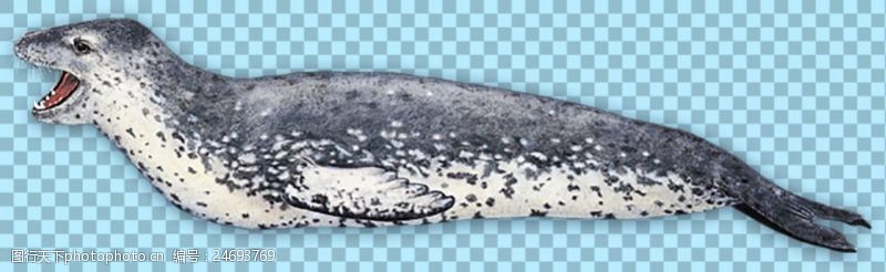 张嘴手绘张着嘴巴的海豹免抠png透明图层素材