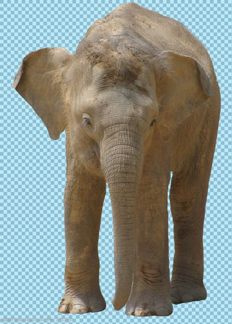可爱的小象站着的大象图片免抠png透明图层素材