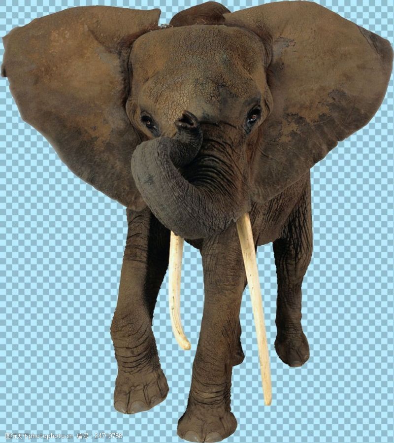 可爱的小象大象正面图片免抠png透明图层素材