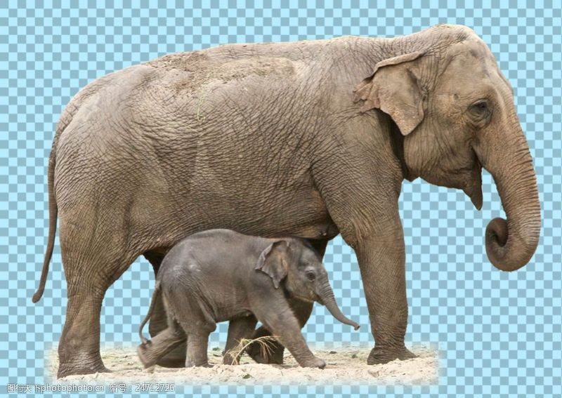 可爱的小象两只母子大象图片免抠png透明图层素材