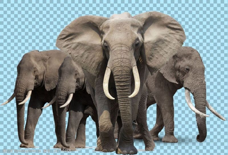 可爱的小象三只大象图片免抠png透明图层素材