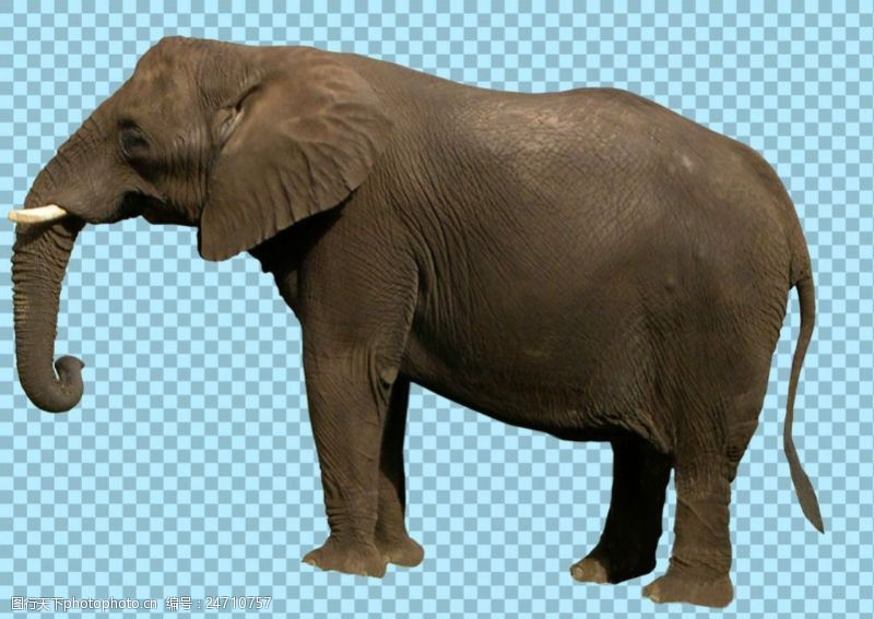 可爱的小象棕色大象图片免抠png透明图层素材