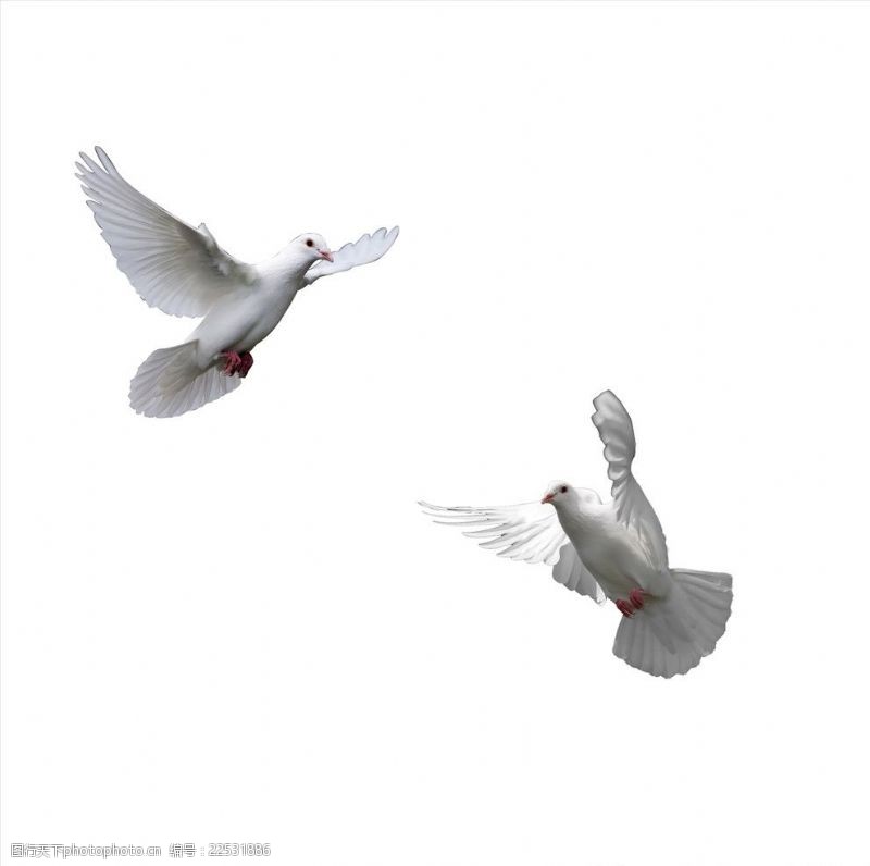 白鸽鸽子群鸽