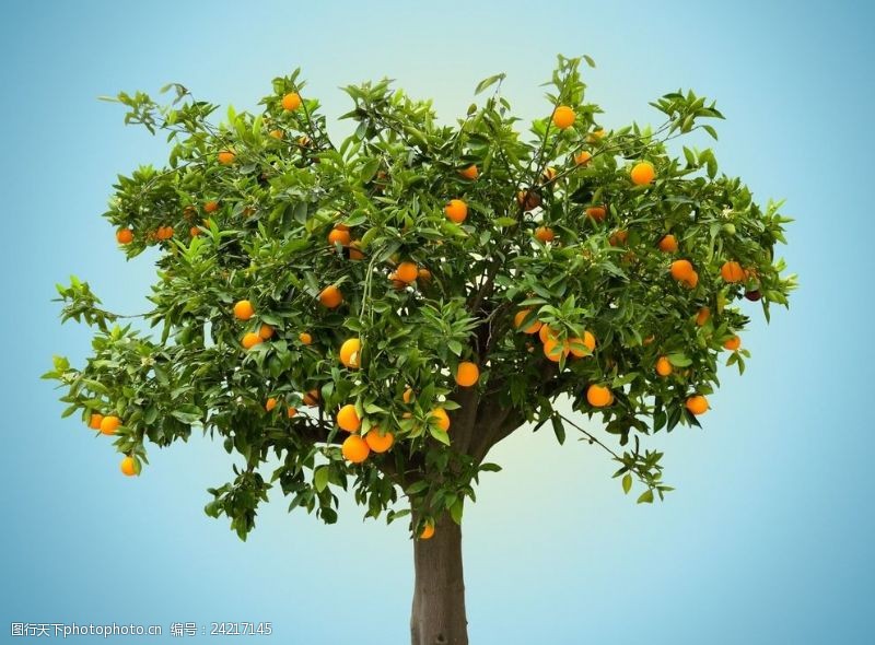 鲜橙汁一颗橙子树