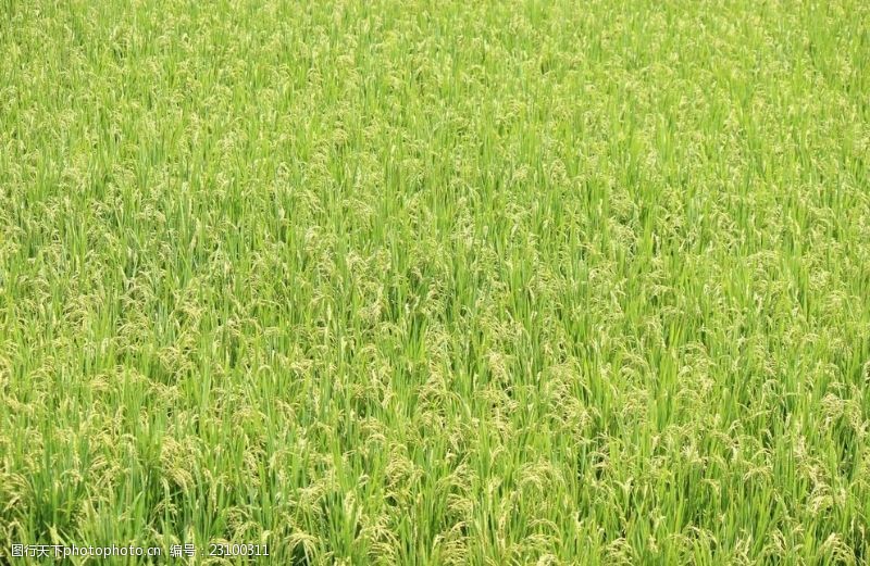 金灿灿的麦田一片茂密的稻田