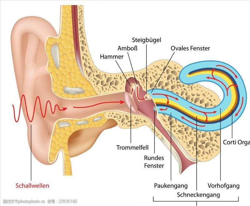 人体解剖图谱耳道挂画