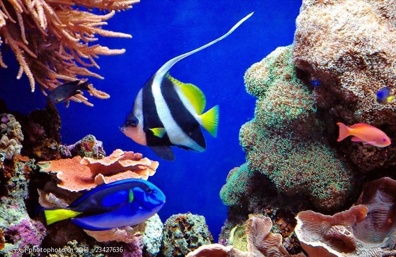 海底珊瑚海底鱼
