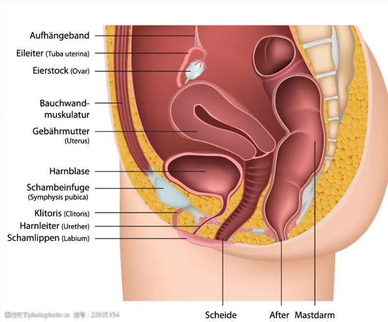 生殖系统图女性性器官剖面注释矢量素材