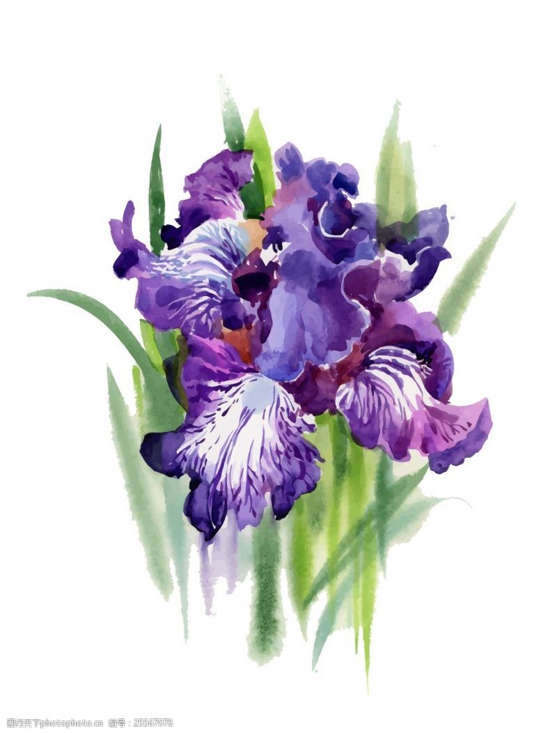 水彩蝴蝶紫色蝴蝶兰花园植物花朵水彩手绘矢量文件
