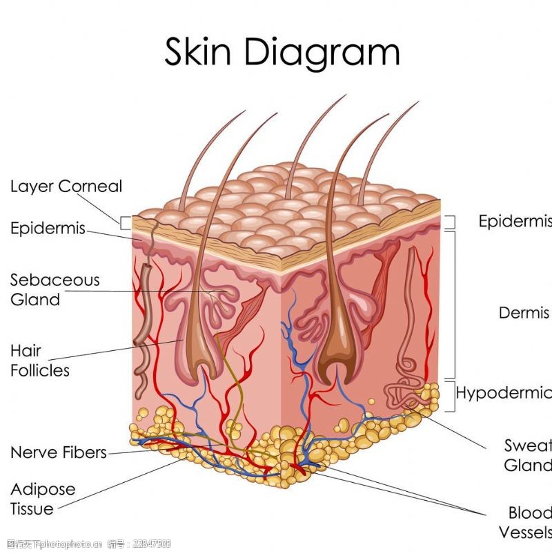 皮肤解剖图皮肤组织
