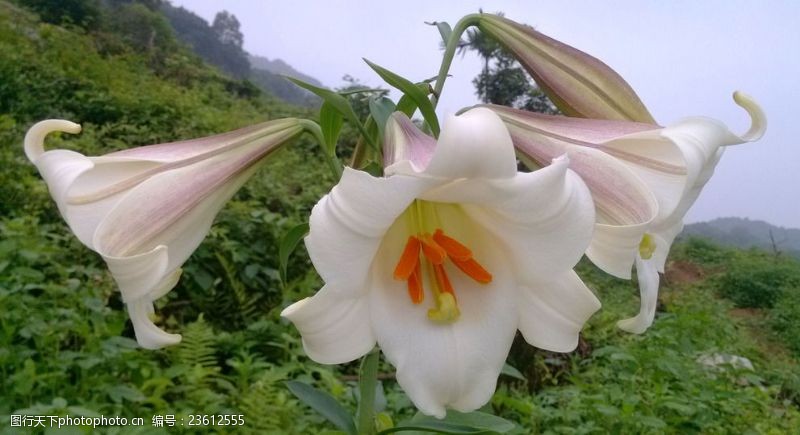 野生百合花野百合