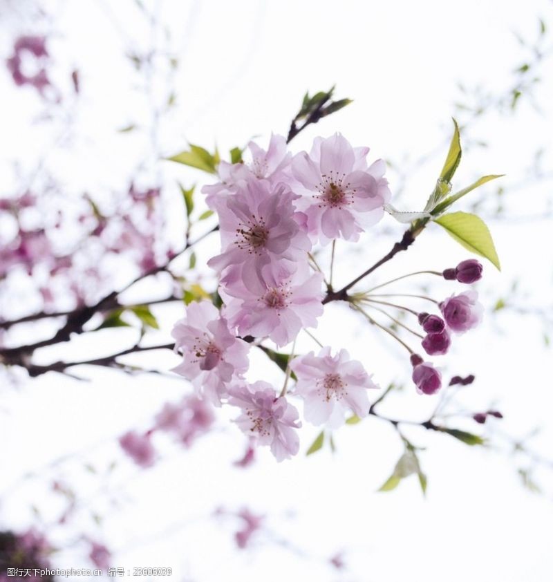 枝干粉色樱花