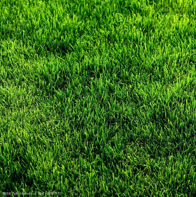 踢球草坪草地