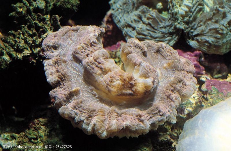 海底珊瑚海底生物