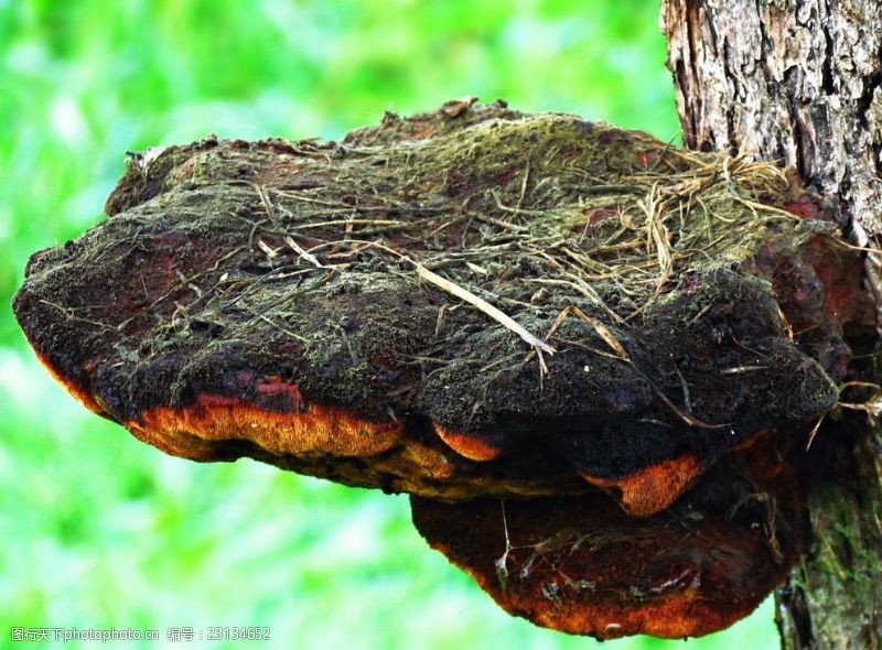 菇类野生蘑菇树蘑