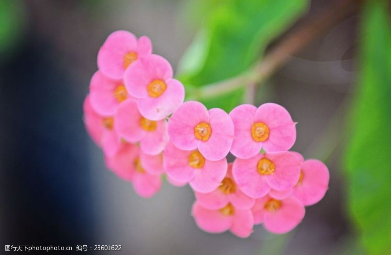 枝干粉色观赏花