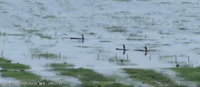 沼泽地里的小舟高清实拍视频素材