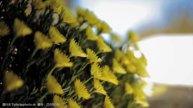 影视拍摄黄色花卉盛开延时摄影