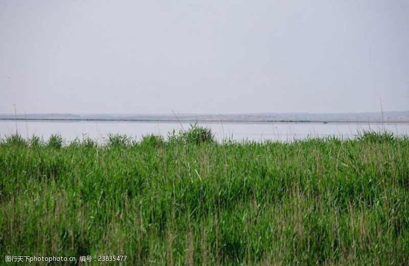 沼泽可鲁克湖岸边的水草