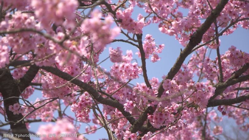 樱花旅游粉红色的樱花树