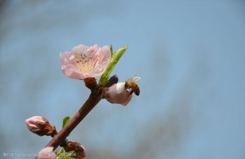 春季招生蜜蜂采花