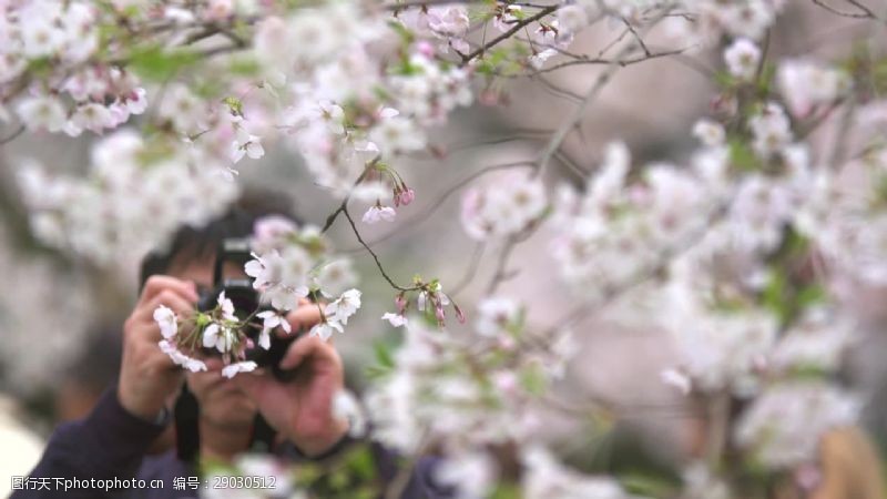 樱花旅游游客拍摄白樱花