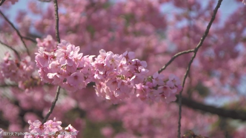 桃花季粉红色的樱花的花