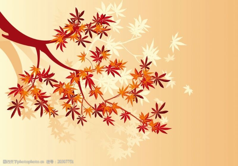 日本日本枫树秋季秋天日系枫叶插画