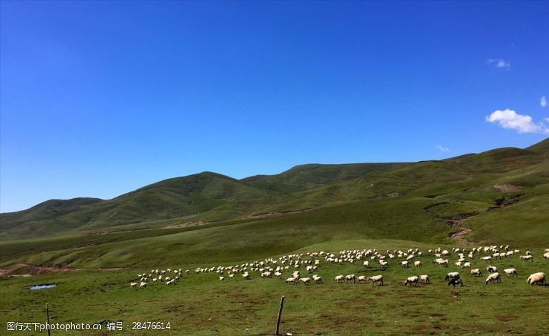 青山羊青藏高原上的羊群
