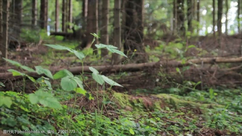 森林场景跟踪镜头