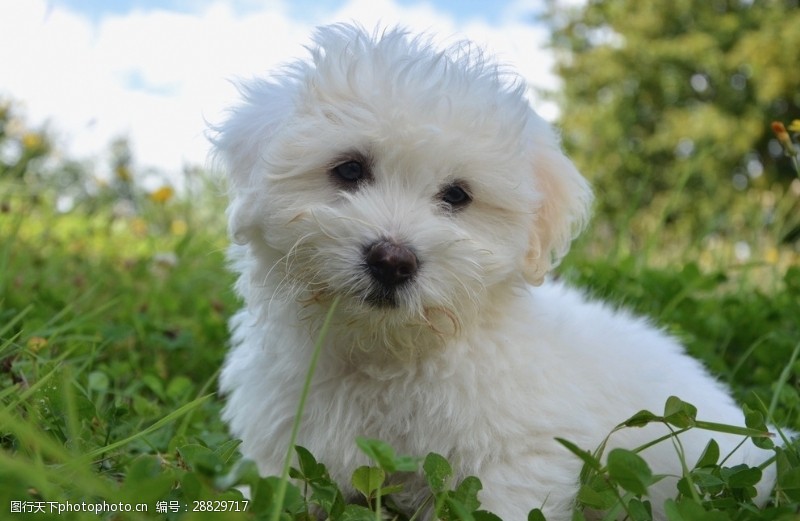小家犬草地上白色幼犬