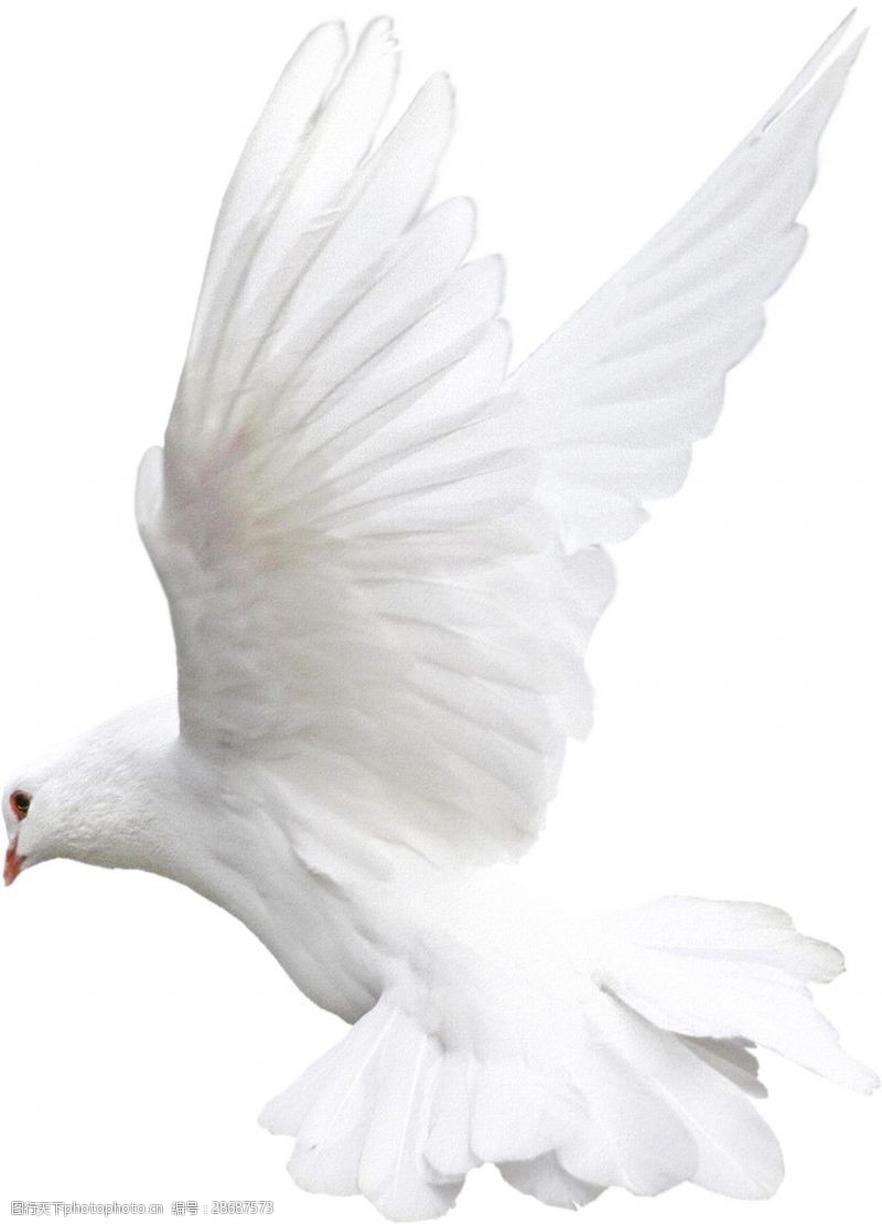 举国欢庆起飞的白色和平鸽