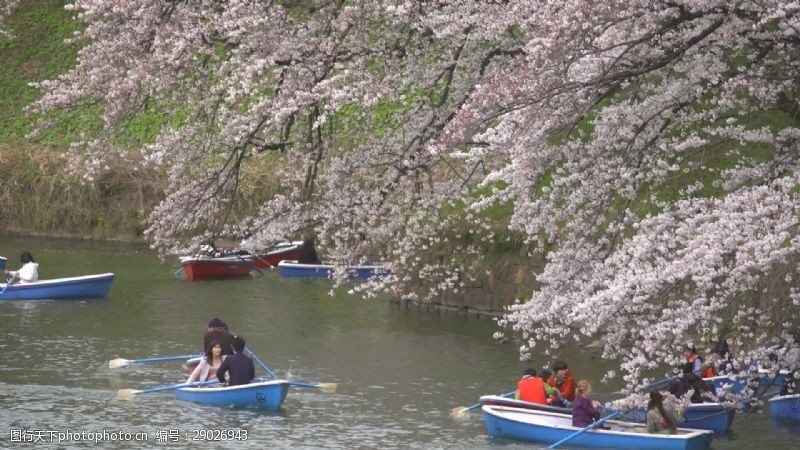 桃花季游客在樱花下面的船上