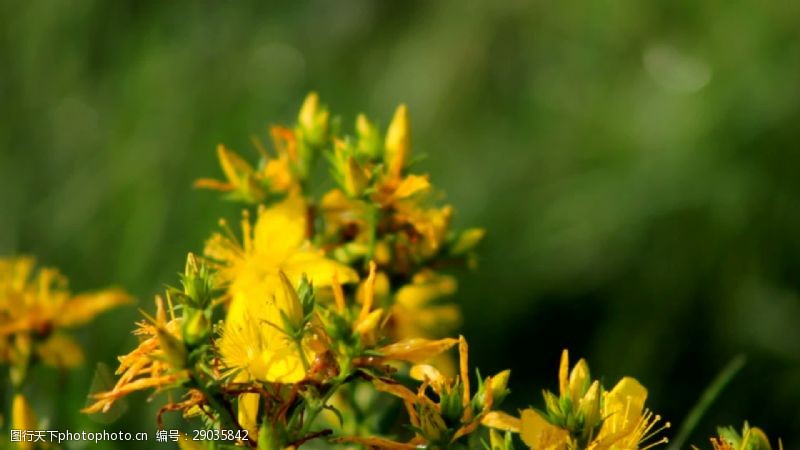 flowers蜜蜂和YellowFlowers