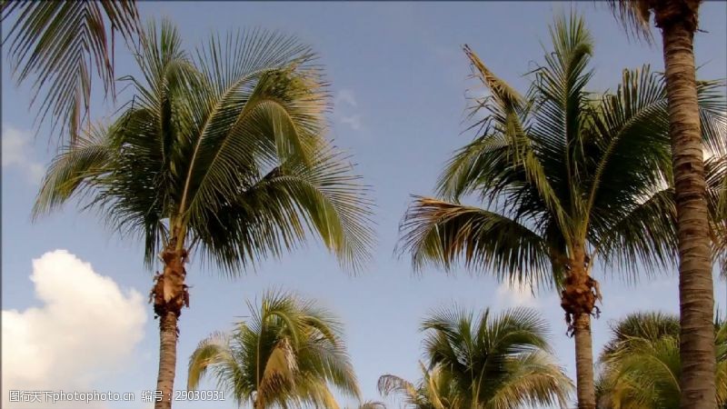 海天佛国佛罗里达的棕榈树