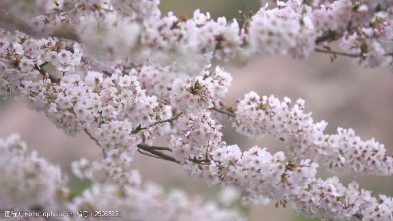 桃花季WhiteSakura在风中吹
